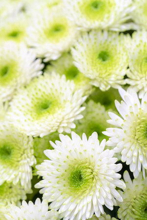 White small chrysanthemums with a green center.の写真素材