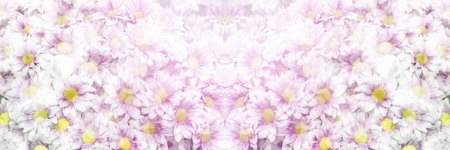 Light flowers background for invitations and congratulations.の写真素材
