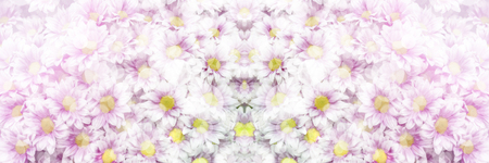 Light flowers background for invitations and congratulations.の写真素材
