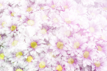 Light flowers background for invitations and congratulations.の写真素材