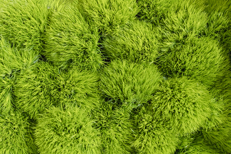 Field of green grass.の写真素材