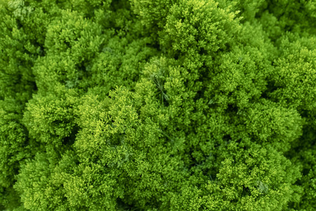 Decorative green moss.の写真素材