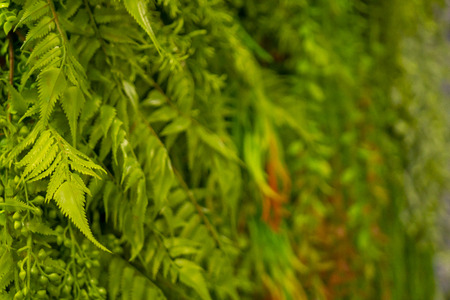 Green plants background. Copy space.