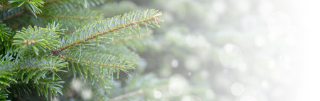 Christmas background - branches, snow.の写真素材