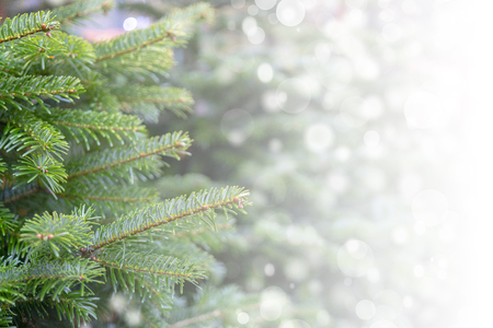 Christmas background - branches, snow.の写真素材