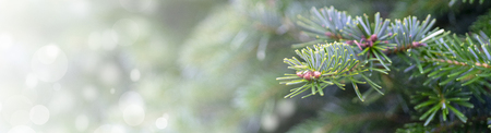 Christmas background - branches, snow.の写真素材