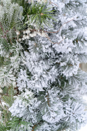 Christmas background - branches, snow.の写真素材