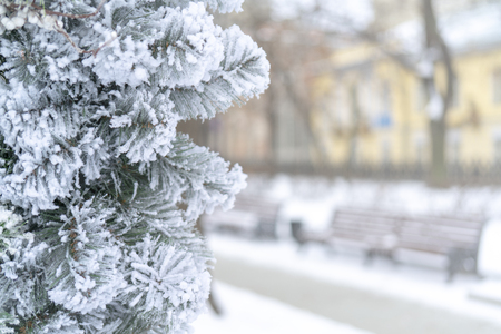 Christmas background - branches, snow.の写真素材