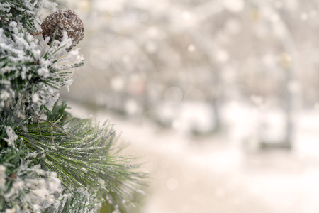 Christmas background - branches, snow.の写真素材