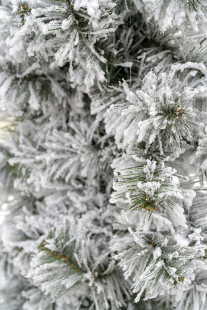 Christmas background - branches, snow.の写真素材