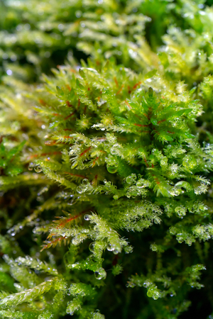 dew drops on plants macroの写真素材