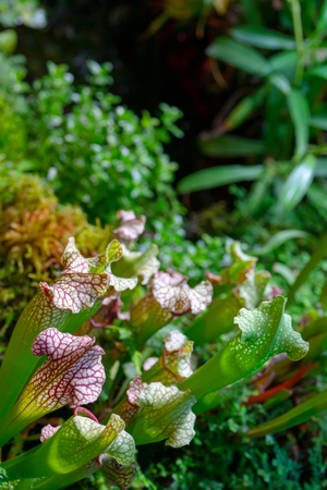 Carnivorous predatory plant Saracenia - Sarraceniaの写真素材
