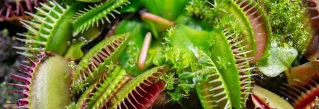 carnivorous predatory plant Venus flytrap - Dionaea muscipula.の写真素材