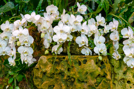Wild orchids in the rainforestの写真素材