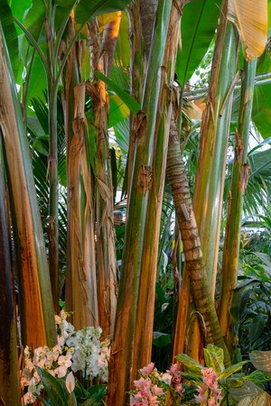 Wild orchids in the rainforestの写真素材
