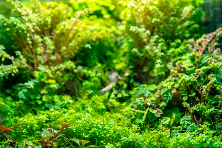Bright green vegetation cover of herbs.の写真素材