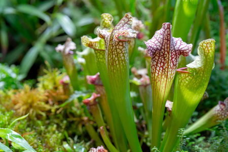 Carnivorous predatory plant Saracenia - Sarraceniaの写真素材