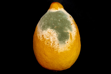 Mold on yellow lemon.の写真素材