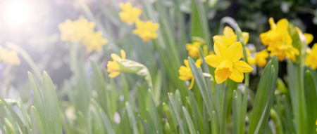 Beautiful yellow daffodils. The beginning of spring.