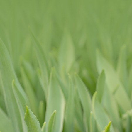 Green leaves of tulips. The beginning of the spring holidays. Background for greeting cards.