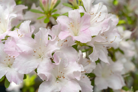 Blooming white rhododendron (azalea), close-up, selective focus, copy space.の写真素材