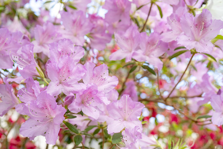 Blooming pink rhododendron (azalea), close-up, selective focus, copy space.の写真素材