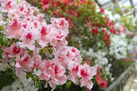 Blooming pink rhododendron (azalea), close-up, selective focus, copy space.の写真素材