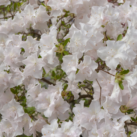 Blooming white rhododendron (azalea), close-up, selective focus, copy space.の写真素材