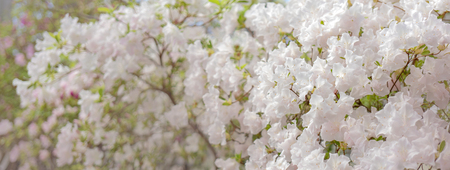 Blooming white rhododendron (azalea), close-up, selective focus, copy space.の写真素材