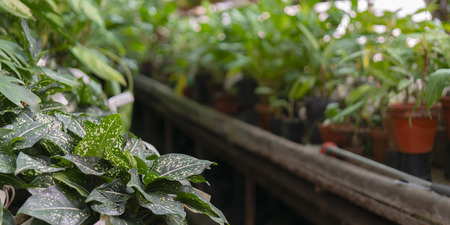 Ornamental tropical plants in the greenhouse.の写真素材