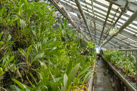 Ornamental tropical plants in the greenhouse.の写真素材