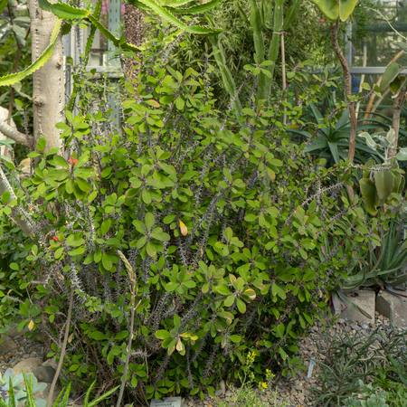 Ornamental tropical plants in the greenhouse.の写真素材