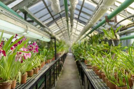 Ornamental tropical plants in the greenhouse.の写真素材
