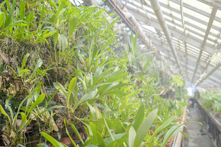 Ornamental tropical plants in the greenhouse.の写真素材