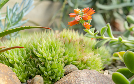 Agave and cacti in nature.の写真素材