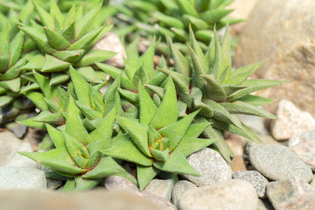 Agave and cacti in nature.の写真素材