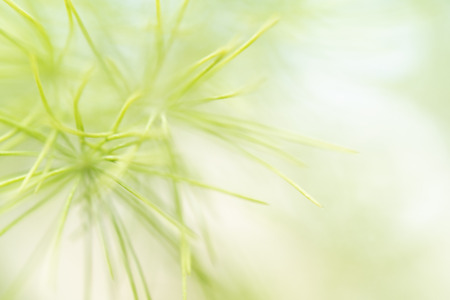 Blurred image of a green plant - the background for writing text.の写真素材