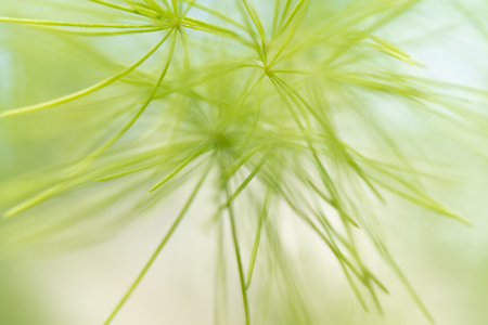 Blurred image of a green plant - the background for writing text.の写真素材