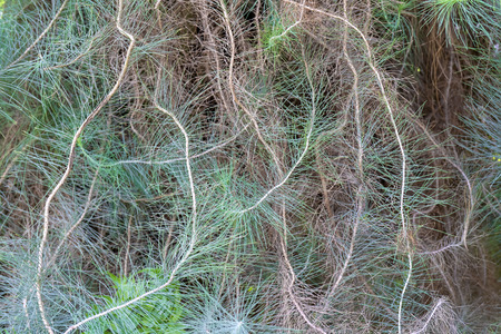 Needles of Canarian pine.の写真素材