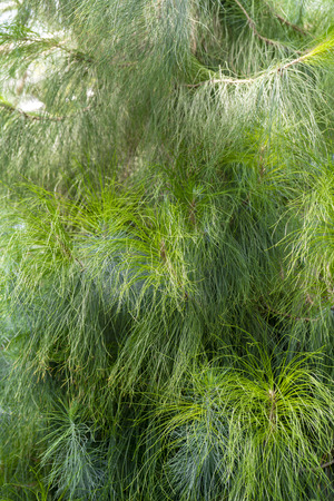 Needles of Canarian pine.の写真素材