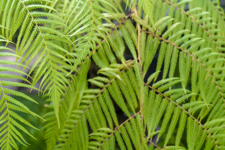 Beautiful pattern of green leaves.の写真素材