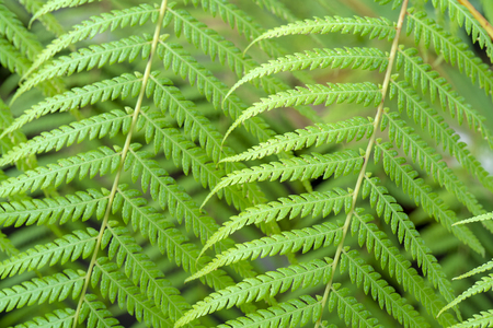 Beautiful pattern of green leaves.の写真素材