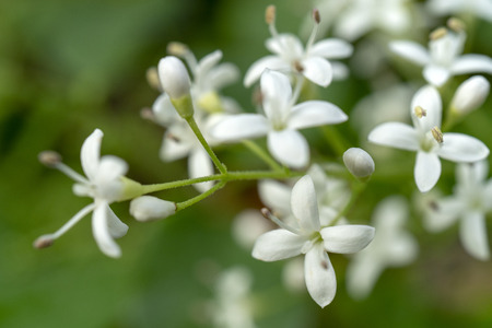 White flowers - selective focus - background for a greeting card.の写真素材
