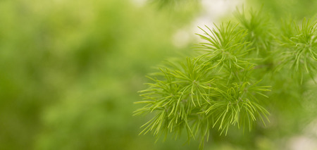 Blurred image of a green plant - the background for writing text.の写真素材