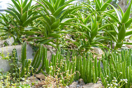 Agave and cacti in nature.の写真素材