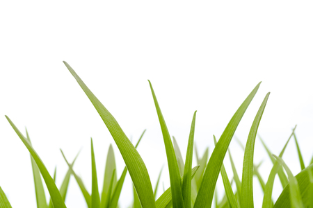 Stems of green grass on a white background.の写真素材