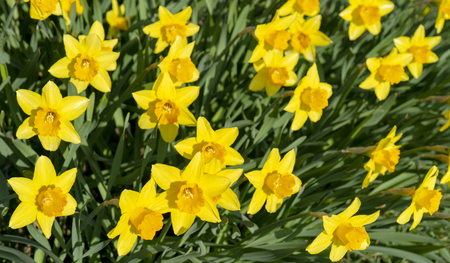 Beautiful yellow flowers daffodils.の写真素材