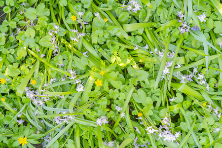 texture of green plants.の写真素材