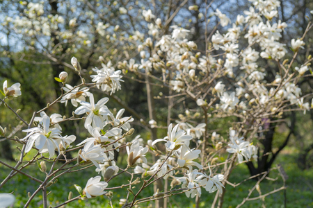 White beautiful flowers of a magnolia Lobner.の写真素材