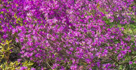 Blooming pink rhododendrons.の写真素材